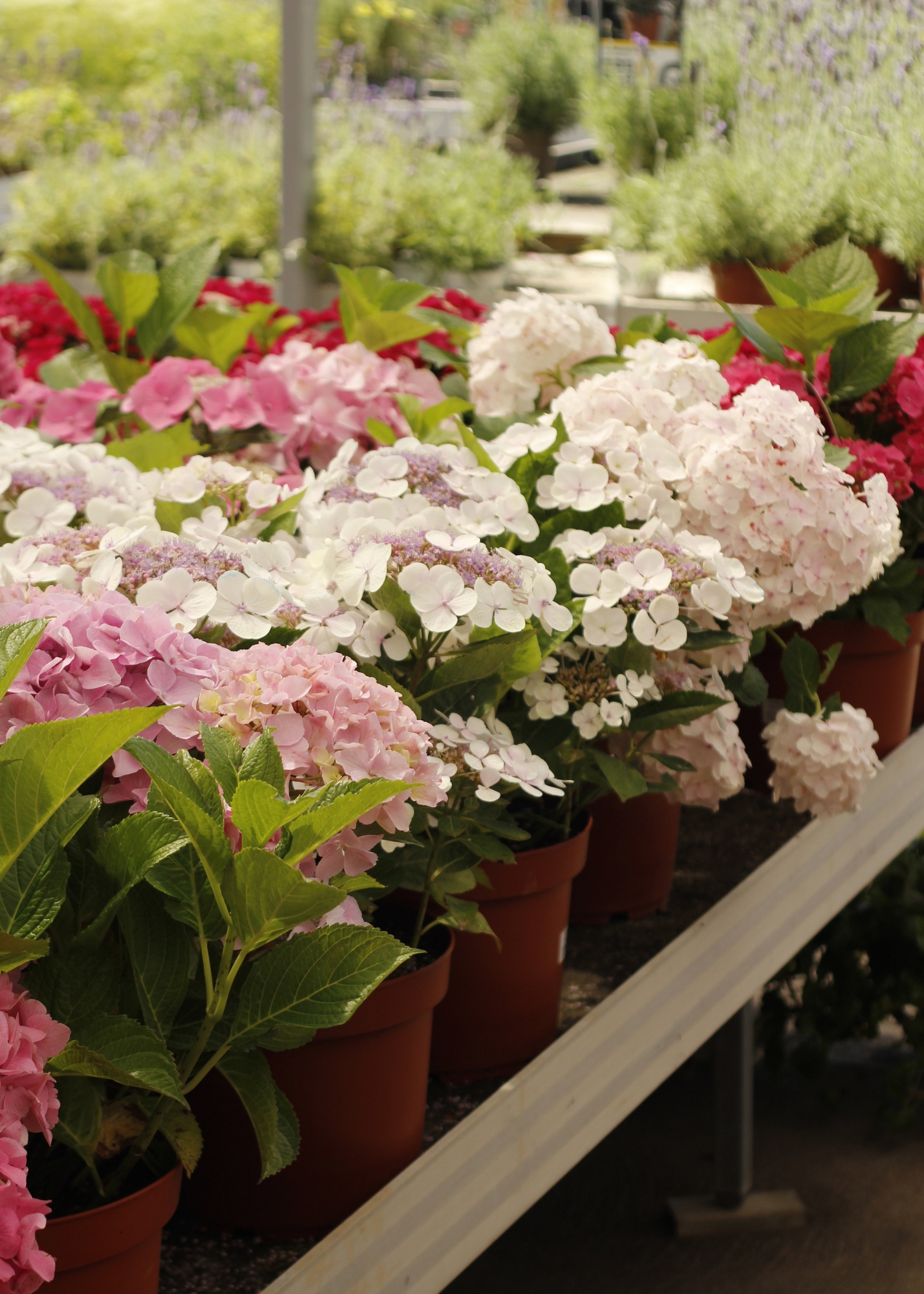 Plantes i flors