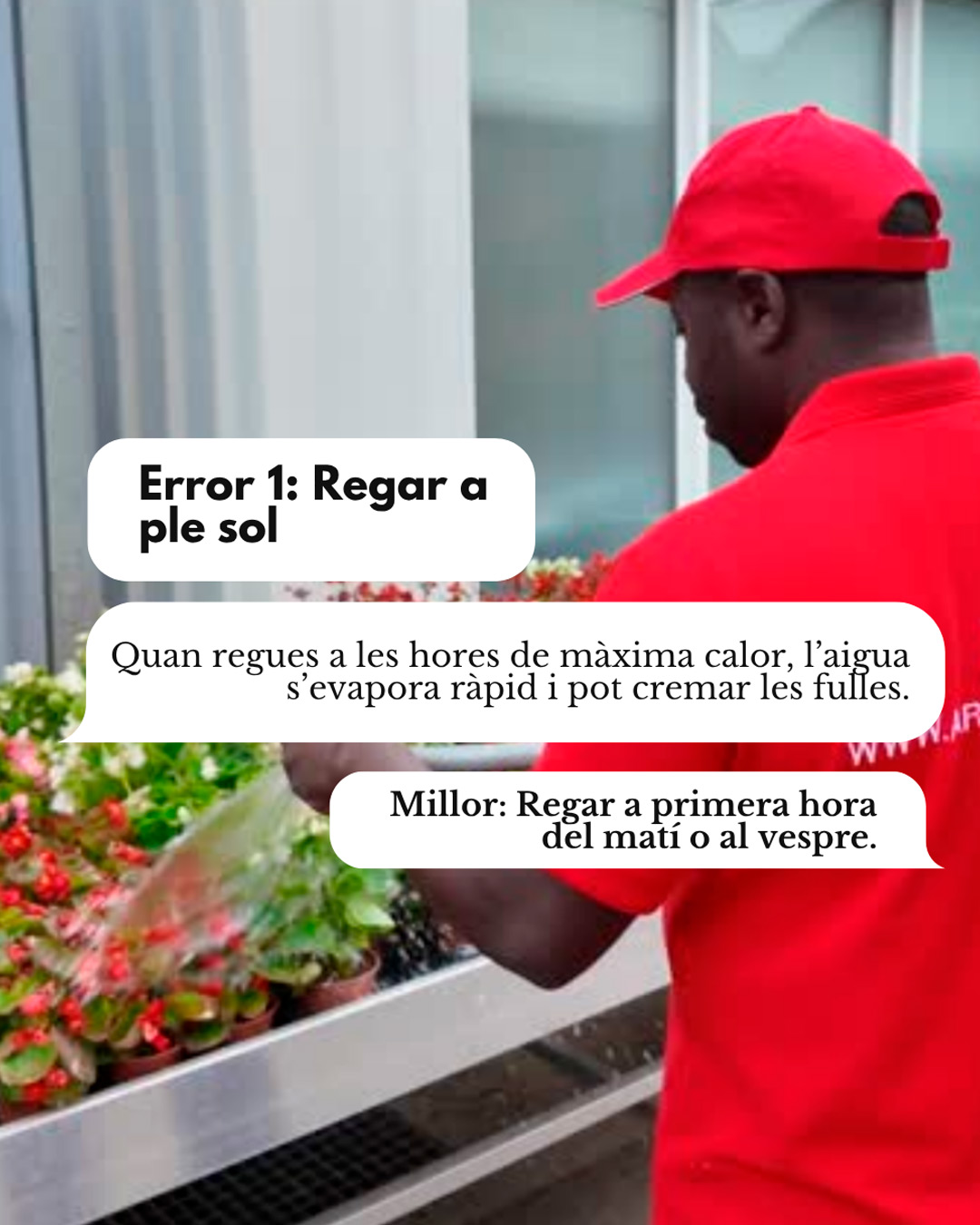 Sobreviuran les teves plantes a l’estiu? Evita aquests 3 errors i aplica aquest truc