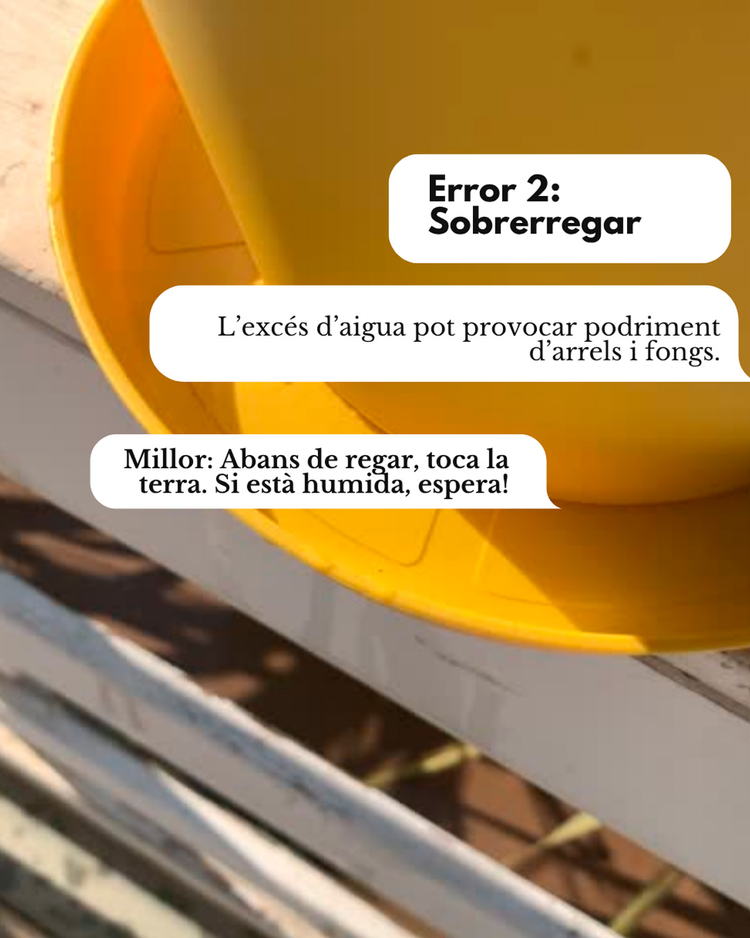 Sobreviuran les teves plantes a l’estiu? Evita aquests 3 errors i aplica aquest truc