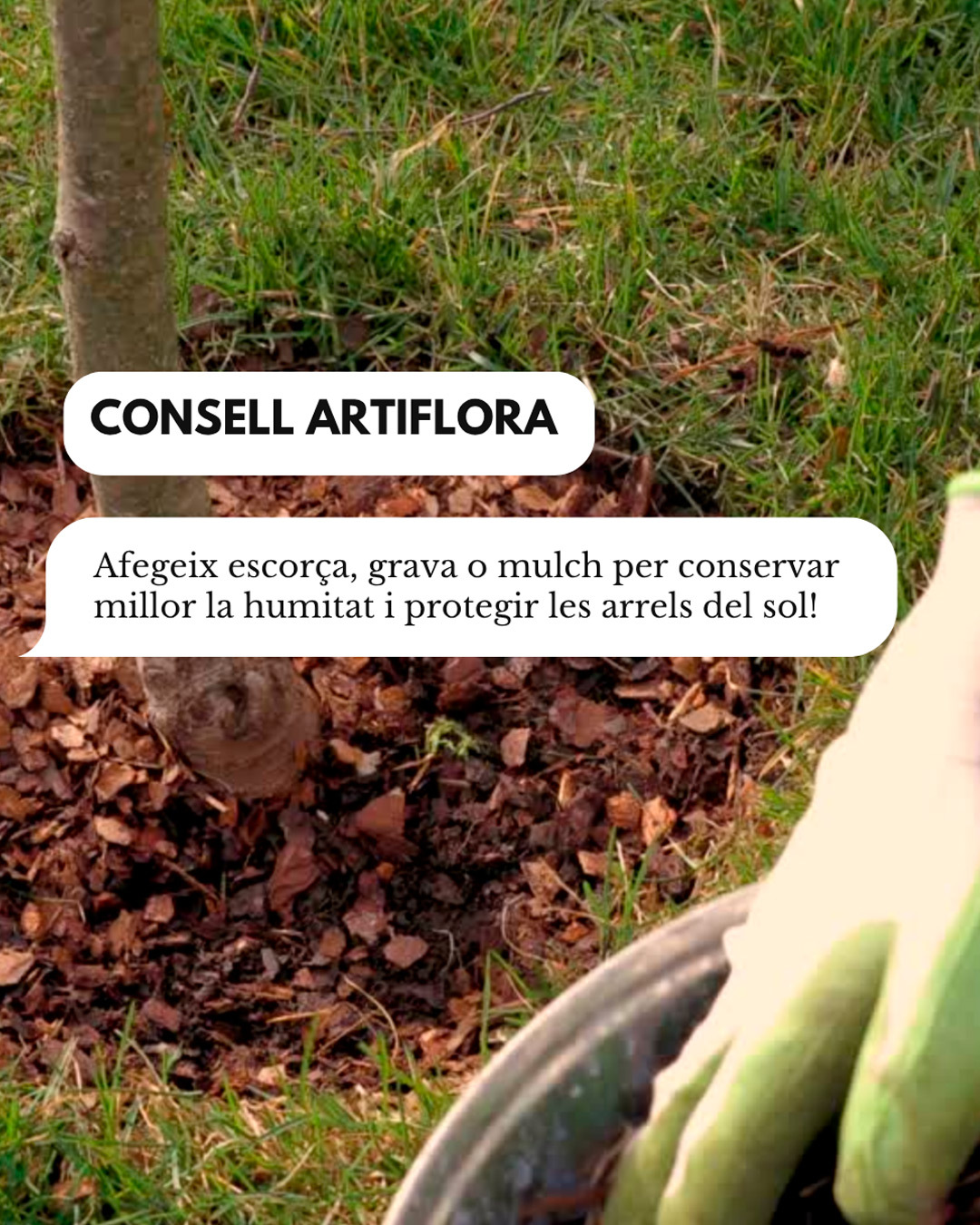 Sobreviuran les teves plantes a l’estiu? Evita aquests 3 errors i aplica aquest truc