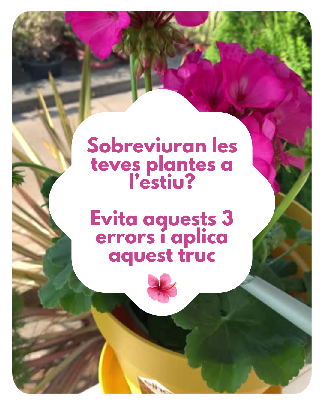 Sobreviuran les teves plantes a l’estiu? Evita aquests 3 errors i aplica aquest truc