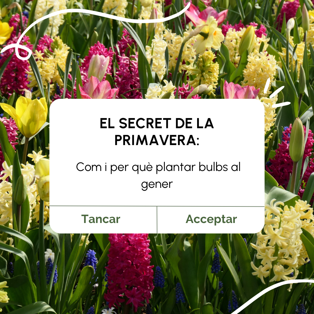 El secret de la primavera: Plantar bulbs al gener