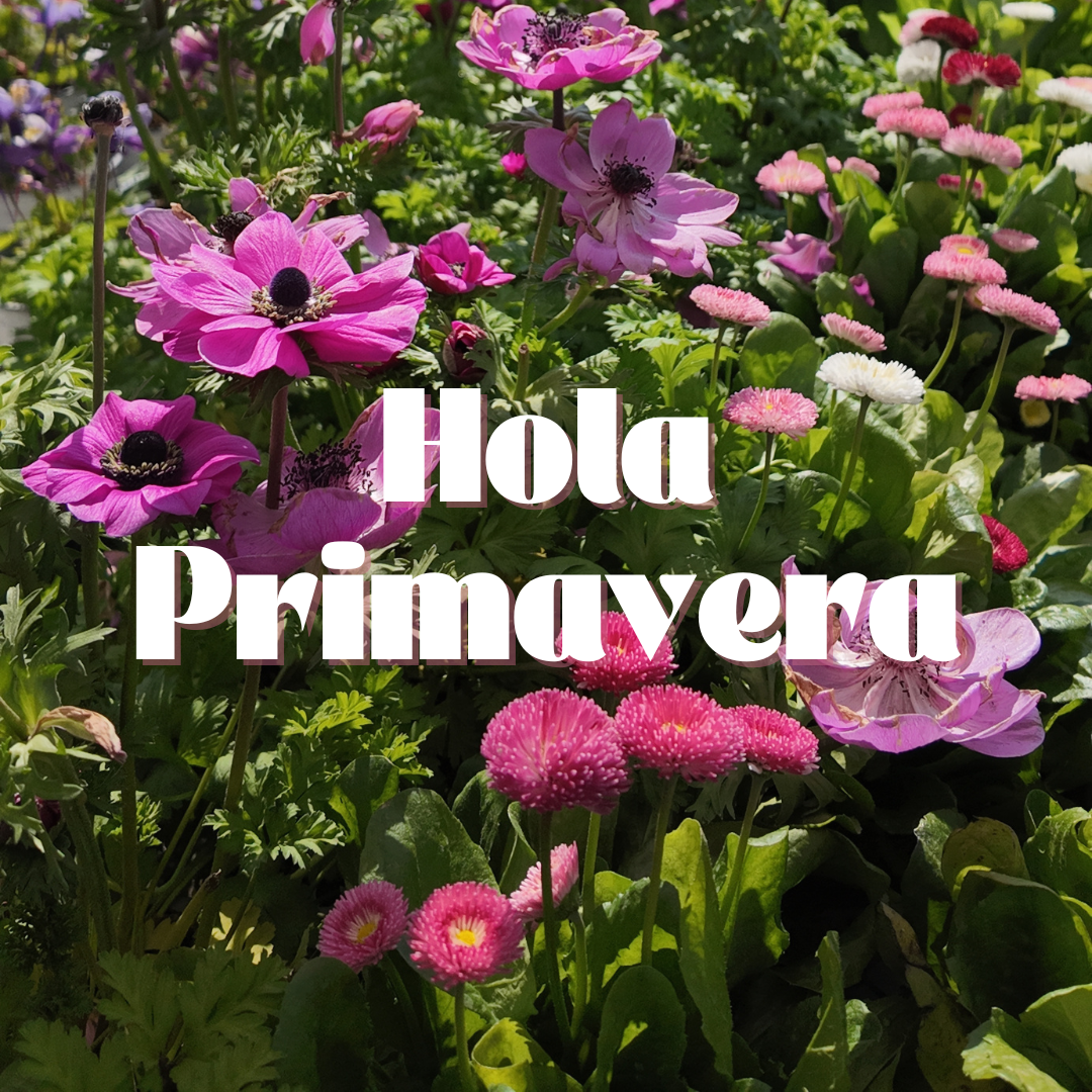 Benvinguda primavera: Una explosió de color al nostre Garden!