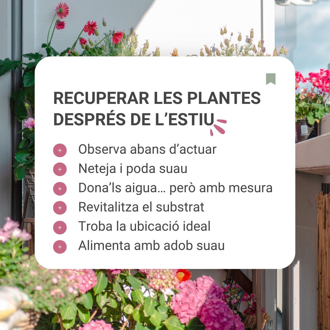 Com recuperar les plantes després de l’estiu: guia pas a pas