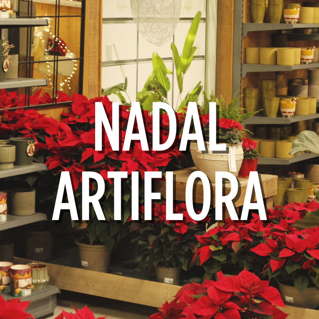 Arriba Nadal a la secció de plantes