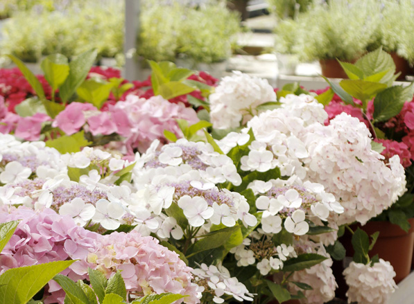 Plantas y flores