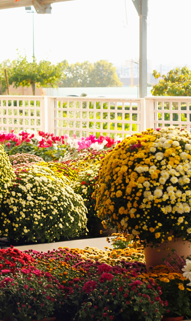Plantas y flores