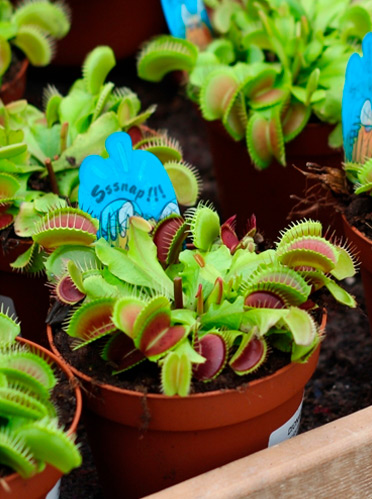 Plantas y flores