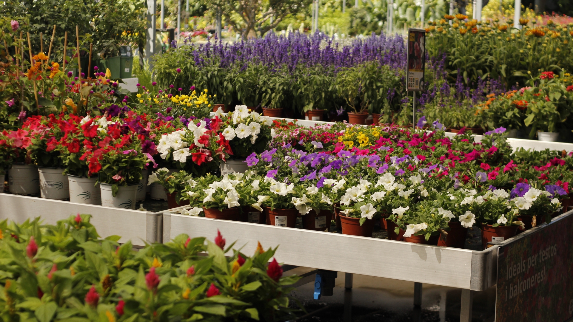 Plantes i flors