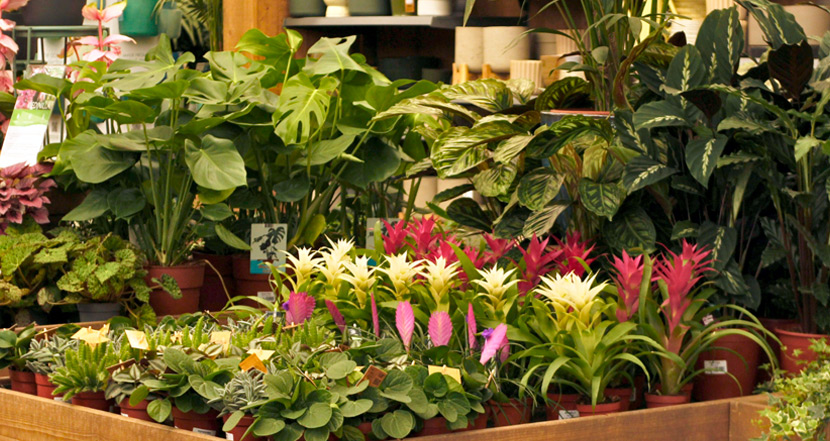 Plantas y flores