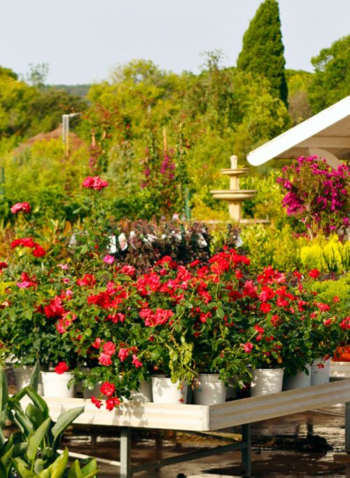 Plantas y flores