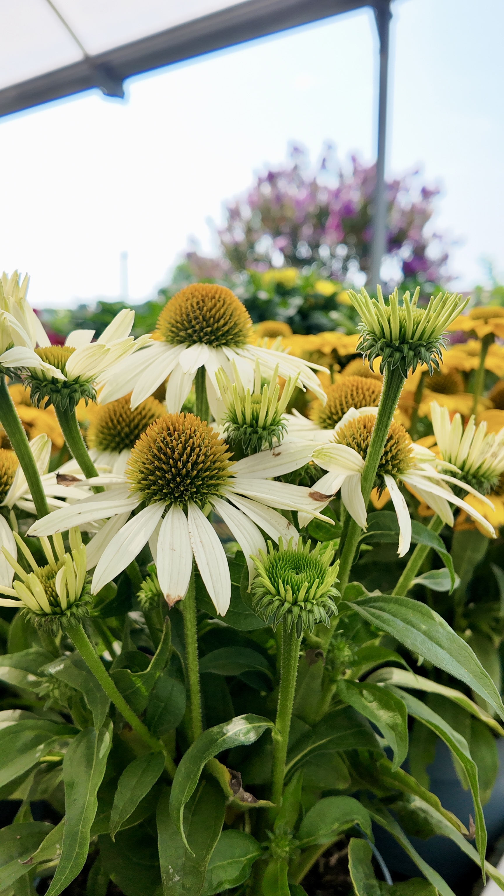 Plantes i flors