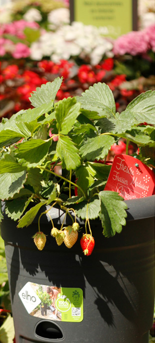 Plantas y flores