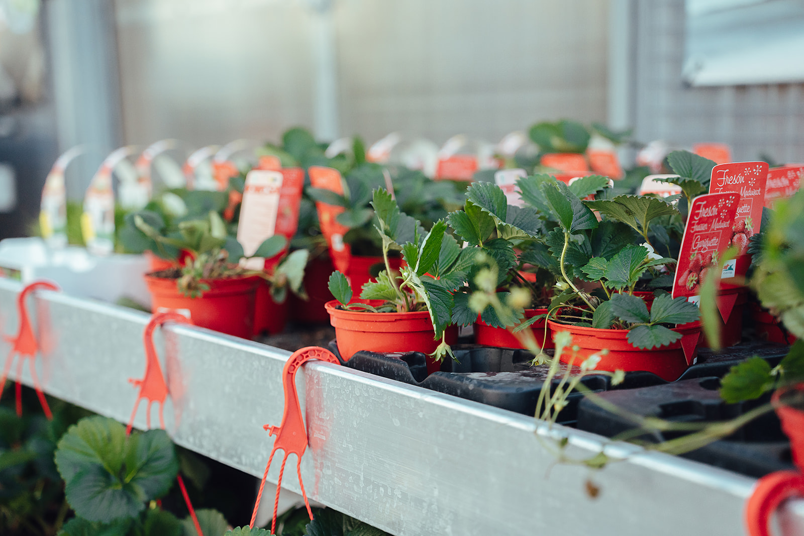 Artiflora, centre de jardineria, decoració i mascotes a Platja d’Aro