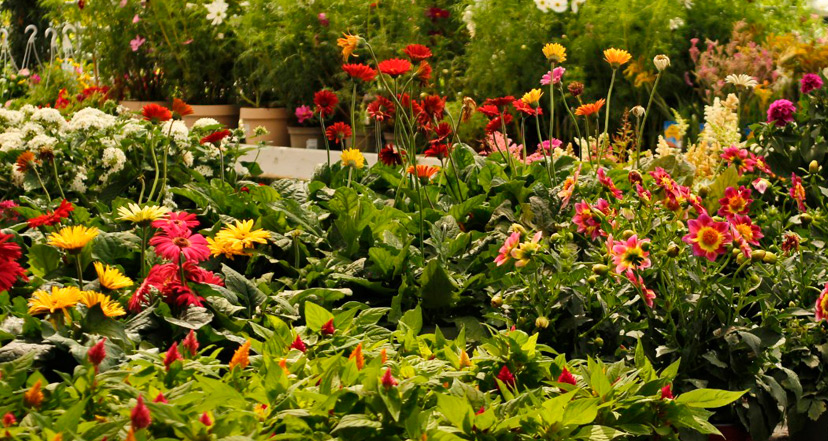 Artiflora, centro de jardinería, decoración y mascotas en Platja d'Aro